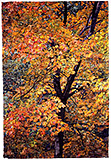 Autumn - watercolor on paper painting by Joseph Raffael