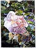 Roses Reverie - watercolor on paper painting by Joseph Raffael