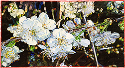 Spring Blossoming - watercolor on paper painting by Joseph Raffael