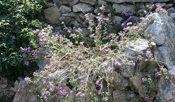 Garden Walk outside the painting Studio of Joseph Raffael at Cap d'Antibes