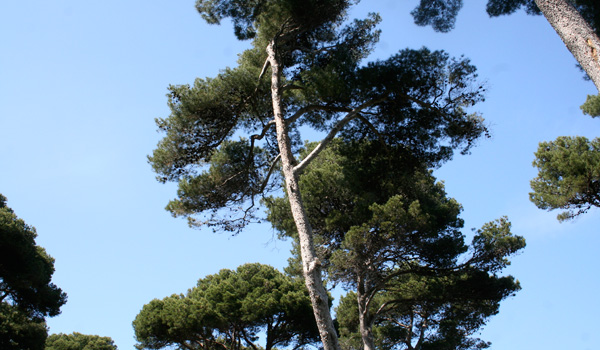 Garden Walk outside the painting Studio of Joseph Raffael at Cap d'Antibes