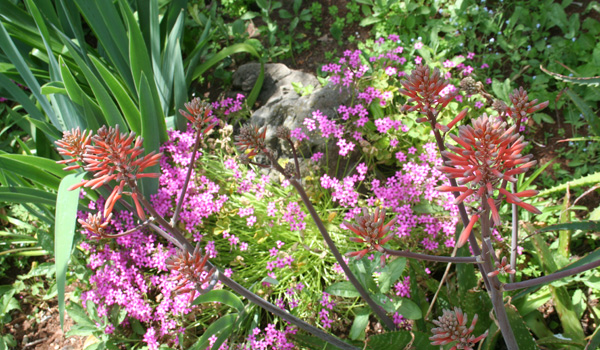 Garden Walk outside the painting Studio of Joseph Raffael at Cap d'Antibes