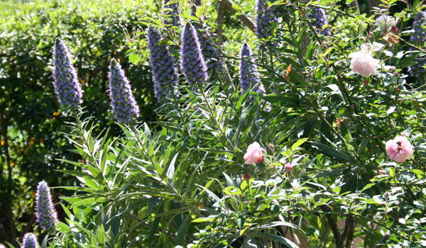 Garden Walk outside the painting Studio of Joseph Raffael at Cap d'Antibes