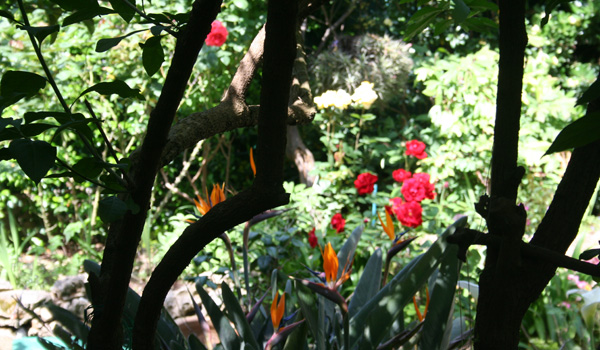 Garden Walk outside the painting Studio of Joseph Raffael at Cap d'Antibes