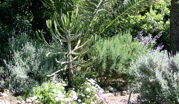 Garden Walk outside the painting Studio of Joseph Raffael at Cap d'Antibes