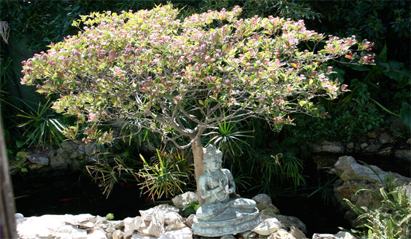 Garden Walk outside the painting Studio of Joseph Raffael at Cap d'Antibes