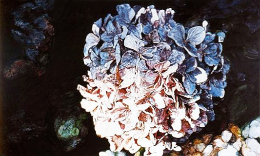Hydrangea, oil on canvas by Joseph Raffael Hydrangea, oil on canvas by Joseph Raffael
